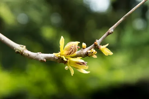 Sprouting in spring from Catalpa bignonioides 'Aurea'